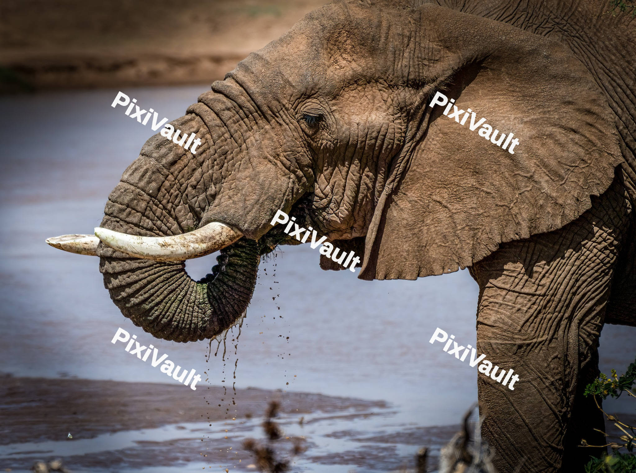 African Elephant eating grass